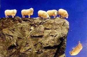 suicide-sheep