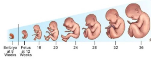 Fetal growth
